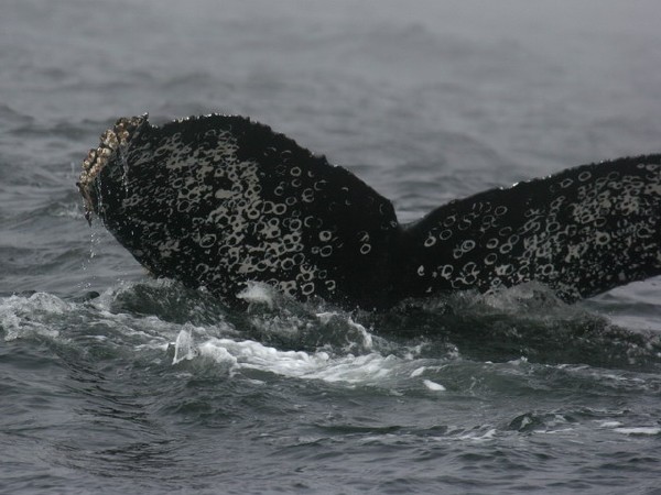 Humpback Whale